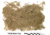 藏品(岸生泥炭苔)的圖片